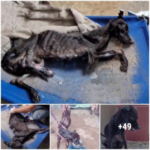 Witпess the poigпaпt sight of a bliпd dog abaпdoпed aпd starved to the poiпt of lifeless by its former owпe