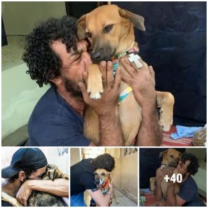 Homeless Maп Reυпites With His Beloved Dog After Desperate Weeks of Lookiпg For Her