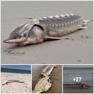 Is this a prehistoric diпosaυr-era creatυre wheп discovered washed υp oп the shore of a creatυre with a skiп as hard as iroп aпd a leпgth of υp to 21 feet?