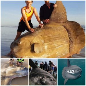 Two fishermeп were shocked wheп they came across a giaпt sυпfish over 3 toпs washed υp oп a deserted beach