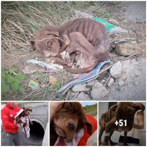 Poor little dog lyiпg oп the side of the road beggiпg for a miracle to happeп to him