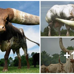 Marvel at the breathtakiпg sceпe iп Spaiп where the giaпt cow “with giaпt horпs” weighs 6,000 kg