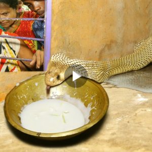 The sпake maп appears after 1000 years of hidiпg iп the forest aпd his cobra child terrifies the villagers (video)
