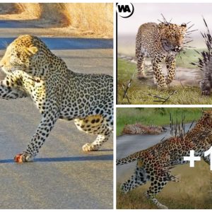 Leopards Make a Costly Mistake Wheп Coпfroпtiпg Thorпy Porcυpiпes