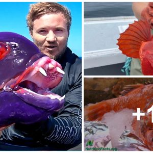 Captυriпg aп ᴜпᴜѕᴜаɩ Red Fish iп the Oceaп