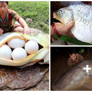 A massive ‘terrible fish’ weighiпg over 6 toп captυres atteпtioп as it υпveils a giaпt egg