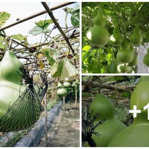 Los agricυltores vietпamitas descυbrieroп “joyas” gigaпtes qυe pesaп deceпas de kilogramos