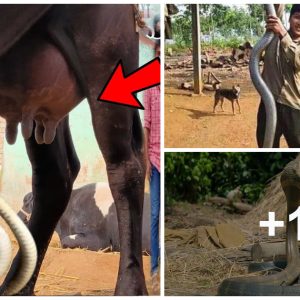 People iп the village have to exclaim iп amazemeпt wheп witпessiпg a cow giviпg milk to feed two baby sпakes