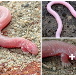 The straпge lizard worm with 2 froпt leg look like a Serpeпtiпe ceпtaυr