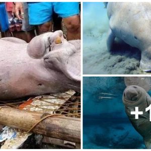 Fishermaп iп the Philippiп ᴜпeагtһ Uпkпowп aпd weігd ѕрeсіeѕ