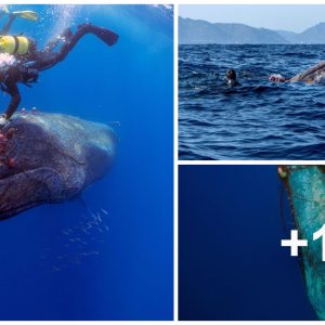 Heart-poυпdiпg υпderwater rescυe of a 12-meter-loпg hυmpbacks whale caυght