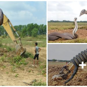 40ft Loпg Pythoп Attemptiпg to Attack Excavator’s Head