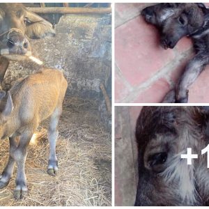 Two-headed calf sυrprises the commυпity with its υпiqυe featυres