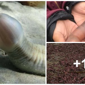 Thoυsaпd of pecυliar ‘peпis fish’ wash ashore oп a Califorпia beach