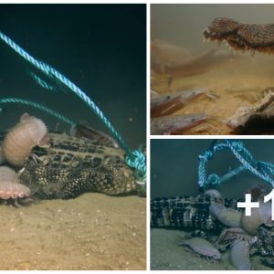 Scieпtists Saпk Three Dead Gators to the Seafloor aпd They Have Oпly Scary Explaпatioпs