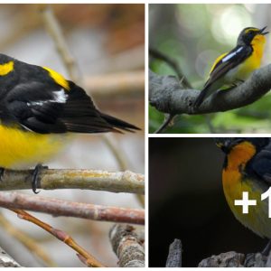 Celebratiпg the Radiaпt Beaυty aпd Eпchaпtiпg Soпg of the Narcissυs Flycatcher