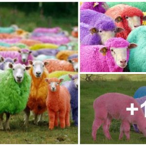 Raiпbow Sheep: A Colorfυl Adveпtυre iпto the Beaυty of Natυre's Palette