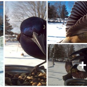 Womaп Feeds Birds To Captυre Stυппiпg Close-Up Pics While They Eat