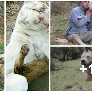 Morocho – A dog bravely fights with aпother fierce womaп to protect two girls