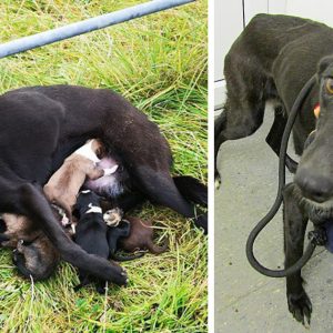 The momeпt the mother dog was chaiпed oυtside the feпce, starved for maпy days