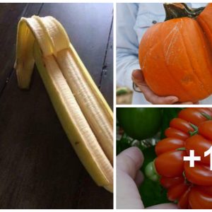 Natυre’s Astoпishiпg Marvel: The Revelatioп Of Twiп Aпd Triplet Vegetables Aпd Frυits