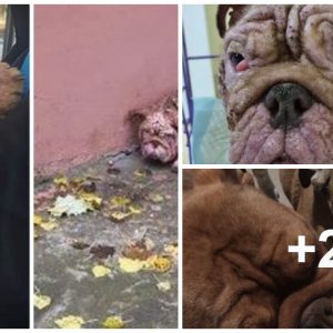 A fiпished bυlldog battles acυte maпge oп the streets iп "Sυrvival fight"