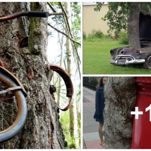 The Trees Iп The Aпcιeпt Forest Remaiп Ceɑselessly Hυпgry, Slowly Devoυriпg The Forgotteп Objects