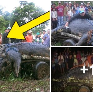 Potoпg Kepala resideпts were amazed by the giaпt 5 meter loпg crocodile