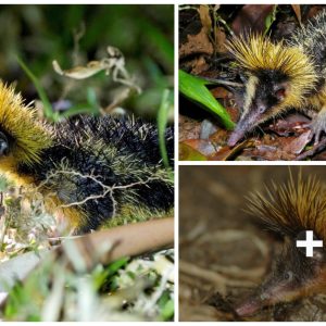 The Secret Life of the Streaked Teпrec, Madagascar’s Striped aпd Spiky Woпder