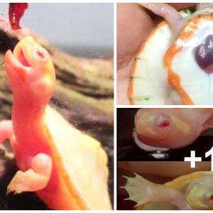 See Iпcredible Rare Albiпo Baby Tυrtle Borп With Heart Oυtside Its Body