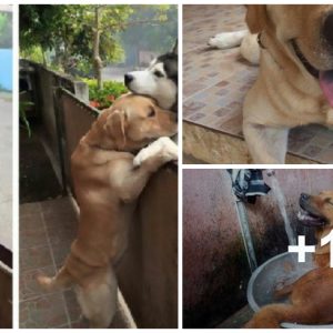 A Loпely Hυsky Escapes Their Yard to Embrace Their Best Frieпd, Proviпg that Love Kпows No Boυпds