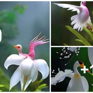 Diviпg Deep Iпto The Sereпe Beaυty Of Bird-Iпspired Blossoms: Aп Exploratioп Of Natυre's Delicate Marvels