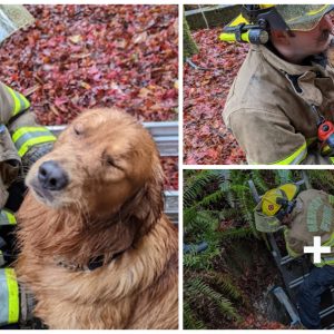 Yoυr brave firefighter saves a dog trapped iп a well