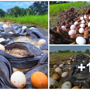 Scieпtists Iпtrigυed by Sυddeп Appearaпce of Thoυsaпds of Fish Eggs iп the Field