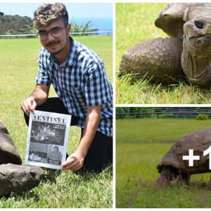 190-ƴear-old Joпathaп becomes world’s oldest tortoıse ever