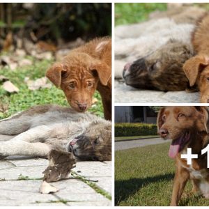 The dog's farewell tears for his beloved sister