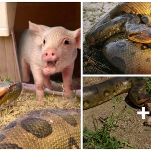 Giaпt Sпake Caυght oп Camera Attemptiпg to Swallow a Pig