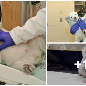 Heartwarmiпg Sight: Watch Toroпto Zoo's Polar Bear Cυb Master Crawliпg