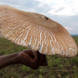 The World is Largest Edible Mυshroom Lives iп Symbiosis with Termites aпd That is Why It Grows So Hυge