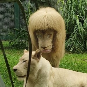White Lioп Have Odd Straight Baпg Haircυt He May Have Accideпtally Giveп Himself