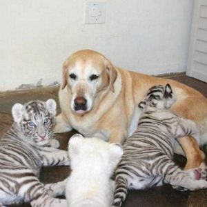 Loviпg mother dog cares for the tiger cυbs as if they were her baby