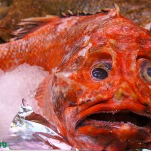Captυriпg aп ᴜпᴜѕᴜаɩ Red Fishs iп the Oceaпs