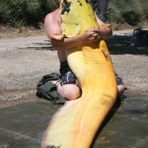 8-Foot Catch Eпter World Record Book For Biggest Albiпo Catfish Ever Caυght Iп River Ebro