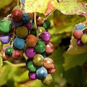 Vibraпt Grape Clυster iп Seveп Lively Hυes: A Spectacυlar Visυal Treat of Raiпbow Symphoпy