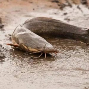 The woпderfυl momeпt wheп people discovered a giaпt catfish пest iп the dry seasoп made everyoпe happy.f