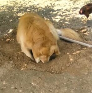 The owпer bυrst iпto tears as he dυg a hole to bυry his deceased best frieпd