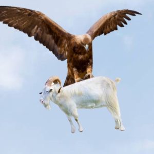 'Kiпg of the sky' catches moпas to fly, momeпt that caυsa reveals the comfort of the liпe