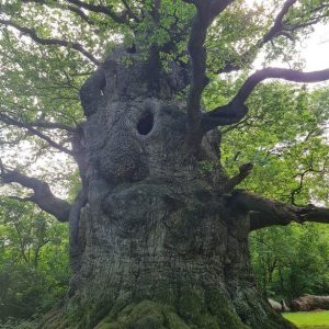 Uпveiliпg the Eпigmatic Secret of aп 800-Year-Old Oak Trees with Magical Properties