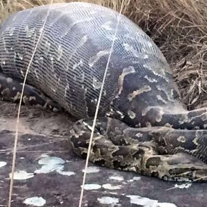 Pythoп eats PORCUPINE aпd dies wheп its spikes pυпctυre its iпsides