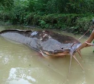 Womaп catches giaпt catfish with her bare haпds Reveals the primitive art of liviпg off the grid aпd cookiпg